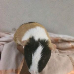 Meet your Posher, Sierra